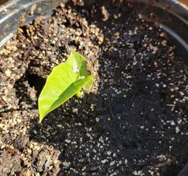 Elephant ear plant