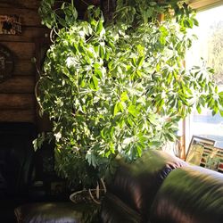Umbrella Tree