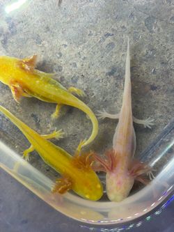Axolotls