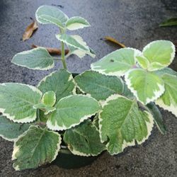 Cuban Oregano Tropical Oregano 6"