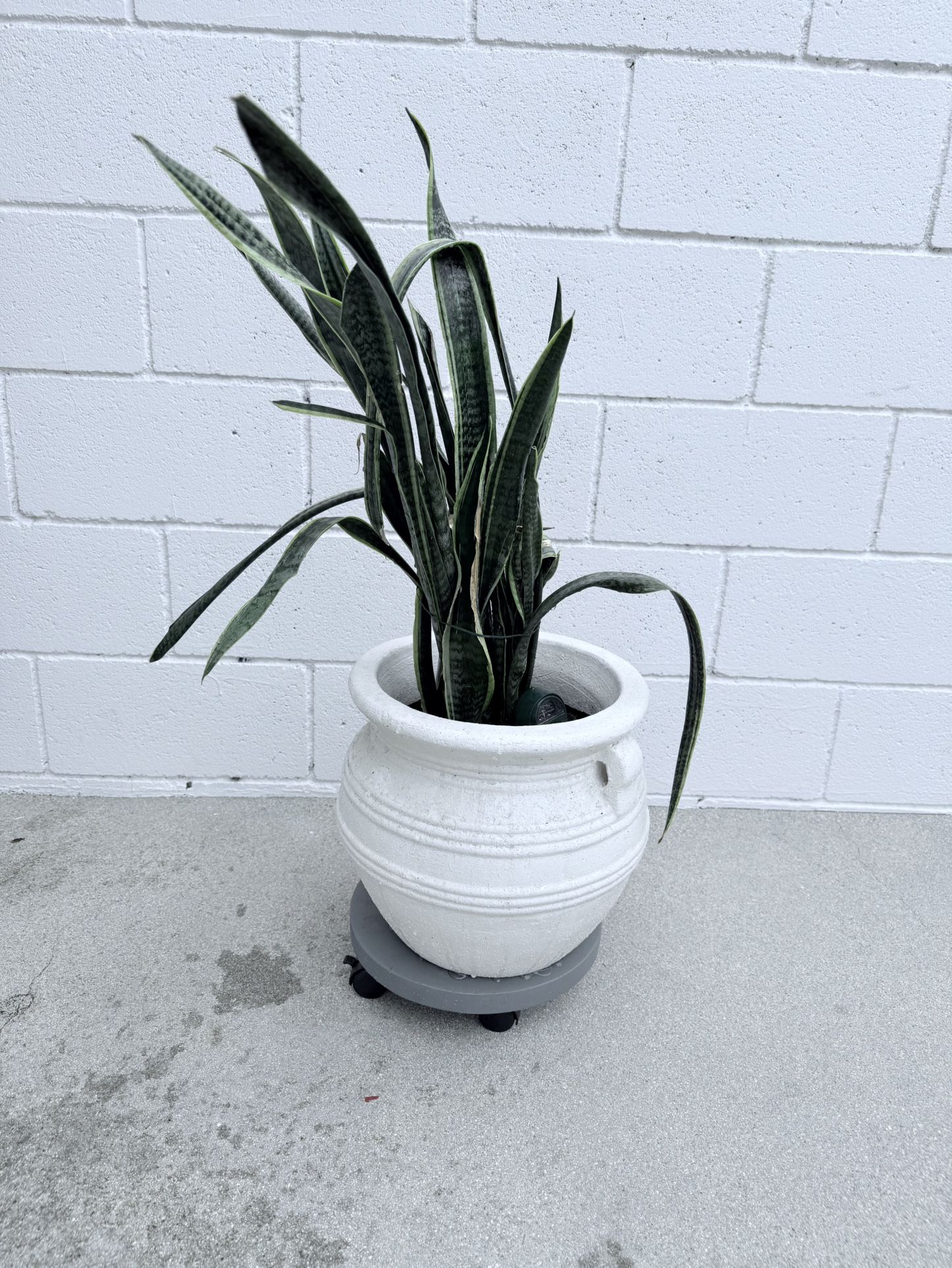 Snake Plant with Ceramic Pot
