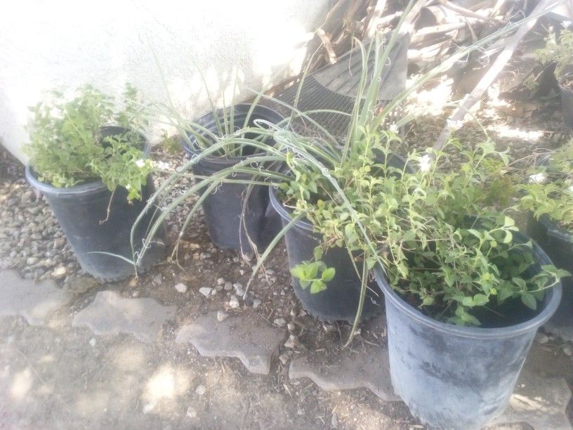 Potted Plants