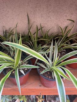 Small Spider Plants 2x $5