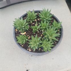 Succulent $10