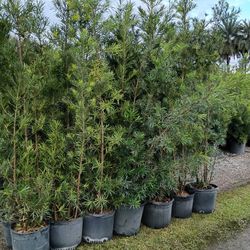Podocarpus About 7 Feet Tall Instant Primary Hedge For Fence Green Full Minimum Qty 30 Or More