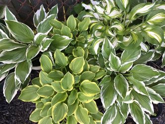 Hosta, hostas, hosta plants, lemon mint(lemon balm), pepper mint plants