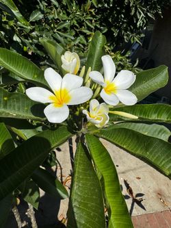 7ft tall plumeria plant