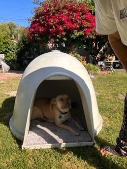 Dogloo Dog house