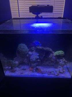 JBJ Rimless Flat Panel Aquarium - 45 Gallon