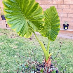 Elephant Ear Plant 