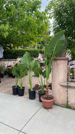 Elephant Plants