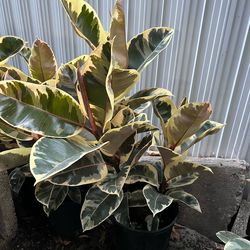 Ficus Tineke in 3 gls pot. SPECIAL PRICE 🤩