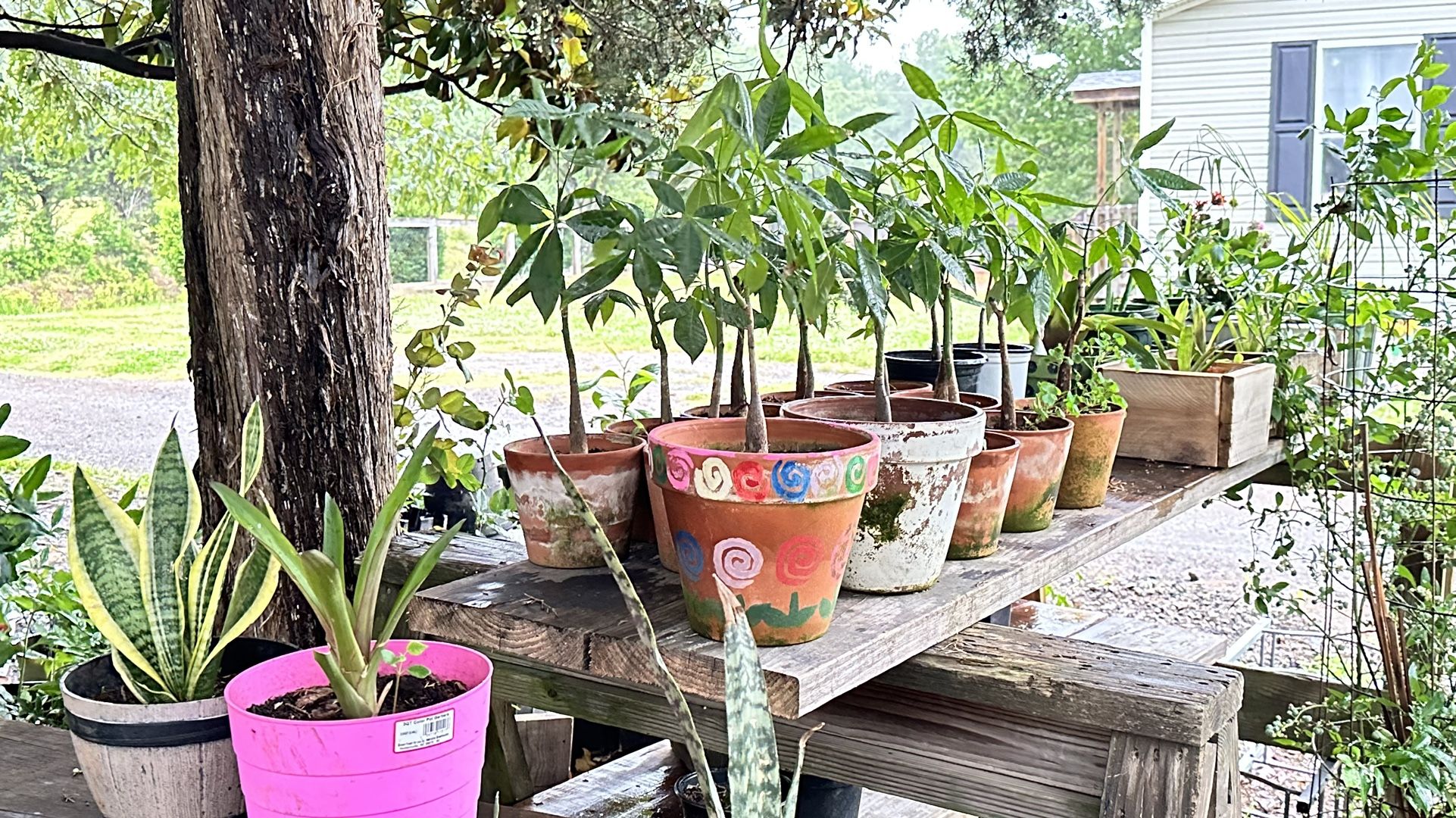 Plants For Sale 