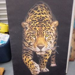 Eye Catcher Large Canvas Pic
