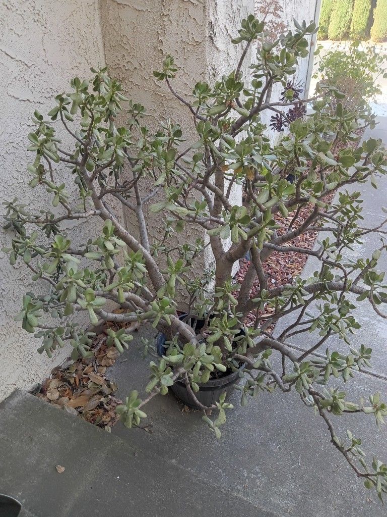 Nice Plant
