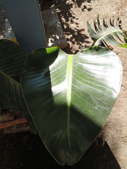 Bird of paradise