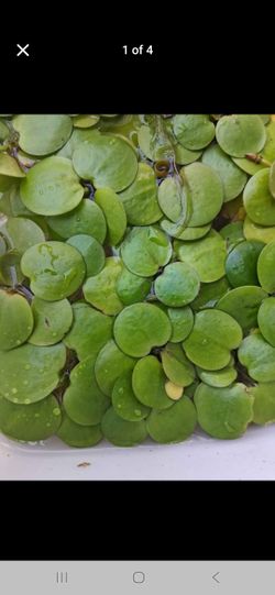 Frogbit