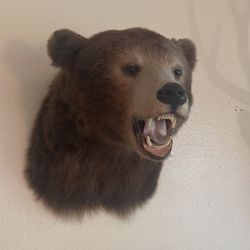 Bear mount
