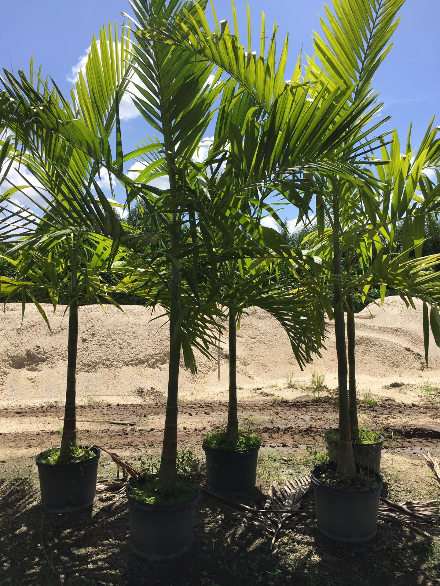 Alexander Palm Trees For Sale In Miami Gardens Fl Offerup