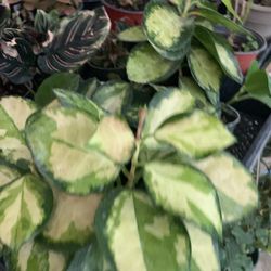 Hoya Plant 6in Pot