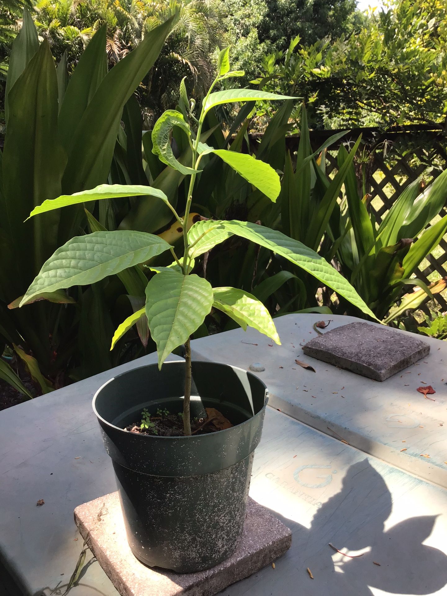 Ylang-Ylang Trees. (Cananga Odorata)