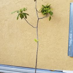 Avocado  Aguacates Tree
