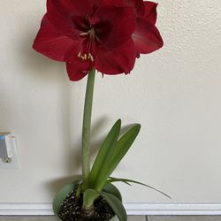 Amarillys $25