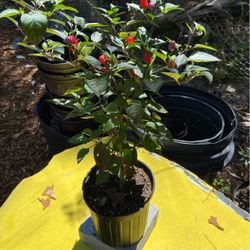 Pepper Plants