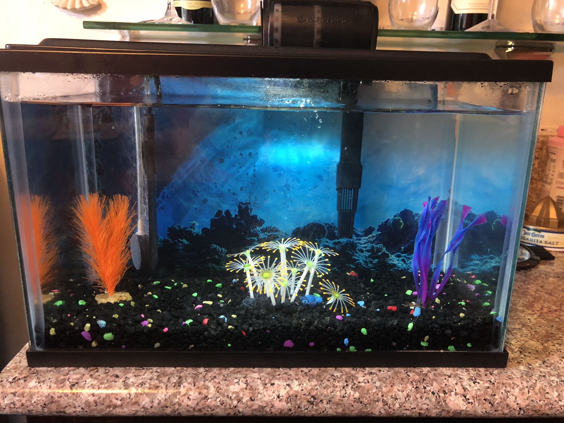 Aquarium (fish tank)