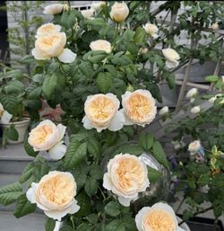 Rare Chinese Rose plant- Hanxian