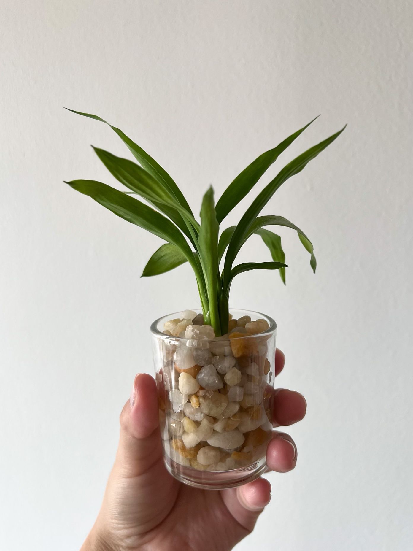 Baby Bamboo Plant