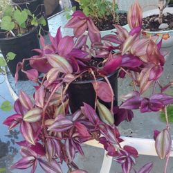 Inch Plant In 6 In Pot