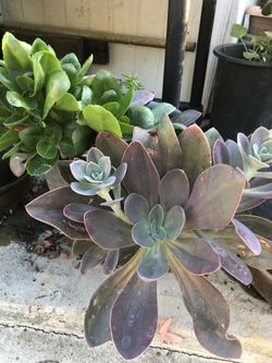 Different sizes for sale to choose from 🌱