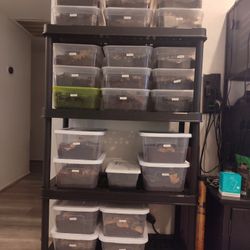 Isopod bioactive Cleanup Crews