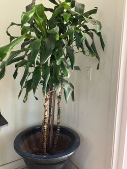 Indoor plant