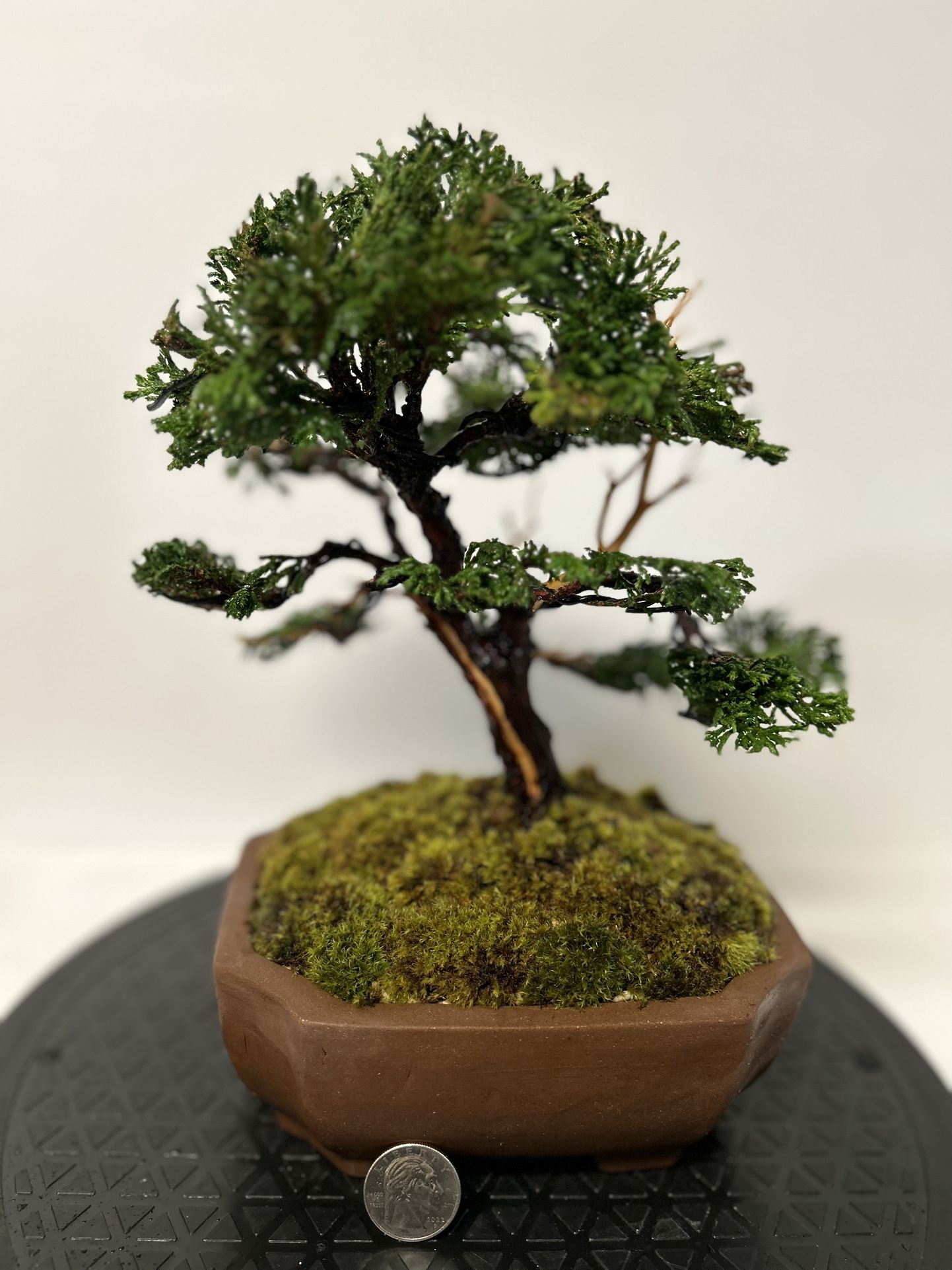 Shojin Hinoki Cypress Bonsai 