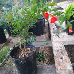 Ornamental pomegranates 