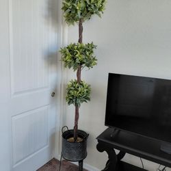 Plant, Mint Condition 