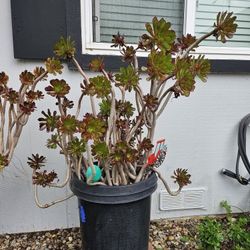 Large Plants