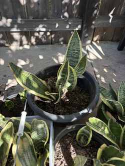 Succulents