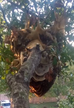 HUNNY BEE REMOVAL