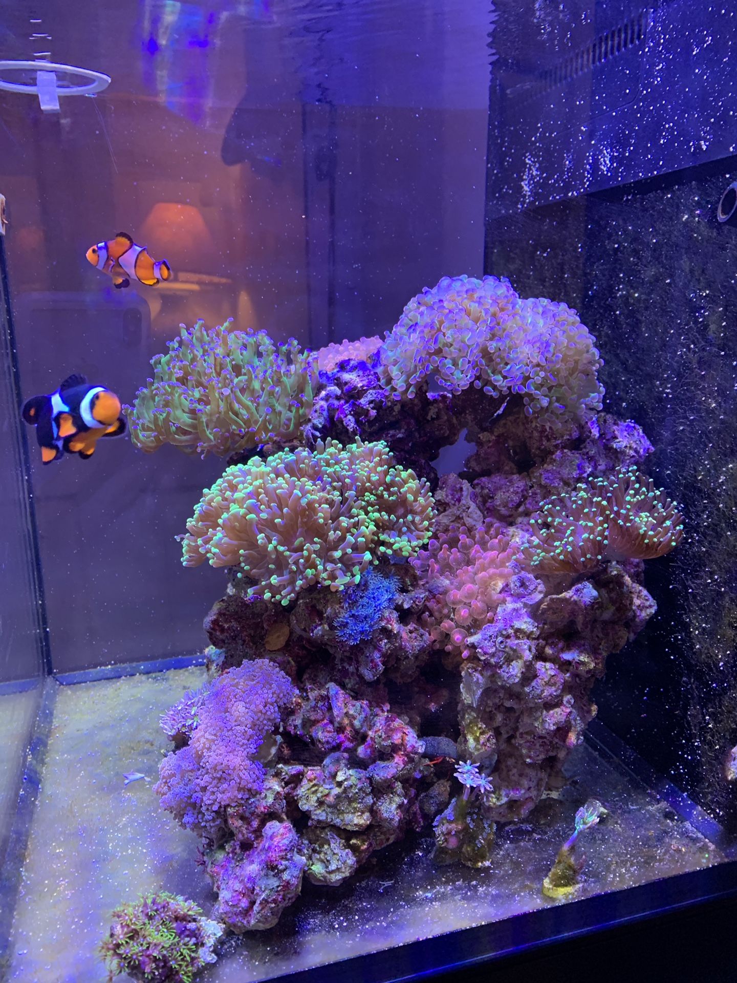 Frogspawn and hammer corals