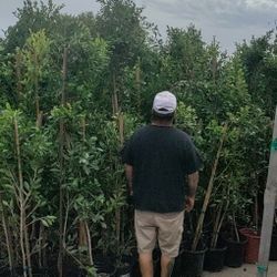 Ficus Trees  7And 9 Ft Tall $60 