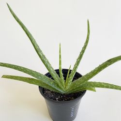 Aloe Vera, 4” Container, Live Plant 