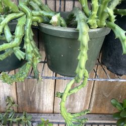 Vendo Variedad De Plantas $15 Cada Una En Su maceta Estoy Localizada Ciudad De Ventura 