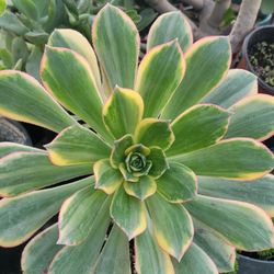 Suculentas Y Cactus 🌵 💕 10 Each 