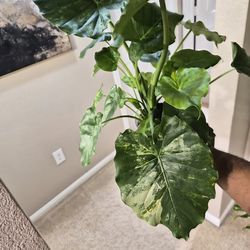 Alocasia Odora aurea