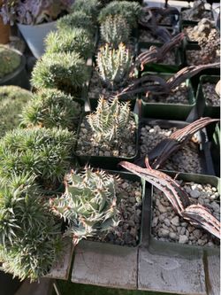 4”Deuterocohnia brevifolia, aloe erinacea & aloe suprafoliata