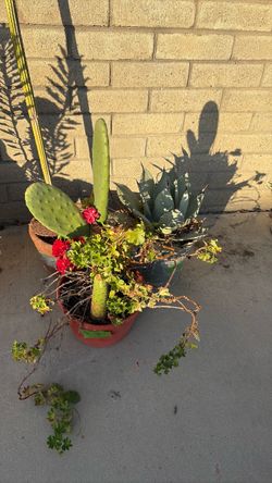3 cactus plants