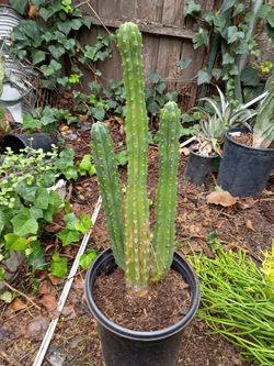 Rooted San Pedro cactus plant